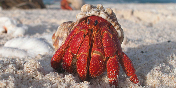 5 Amazing Facts About Seashells 